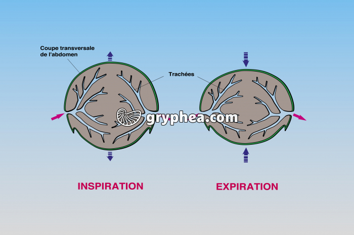 Respiration trachéenne - les mouvements respiratoires - gryphea.org